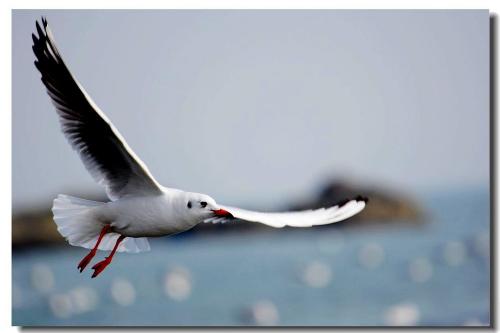 神奇！反滲透凈水技術的發(fā)明源于海鷗